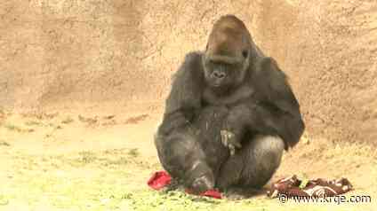 ABQ BioPark celebrates 'Ape-ril' event