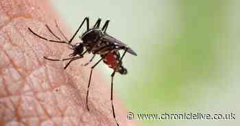 UK travellers warned to look out for symptoms of dengue after cases reach record high