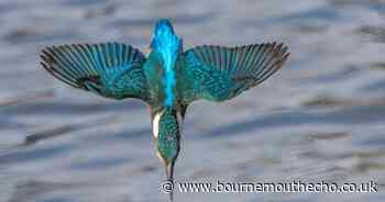 An Hour by the Stour: Capturing the beauty of our birds and wildlife