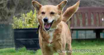 'Gorgeous' Foxy needs help to find forever home