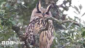 Owl be back: Escaped bird returns to wildlife park
