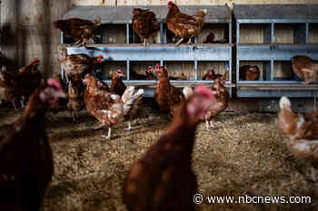 Bird flu could be heading north this spring with fewer federal health officials working to stop it