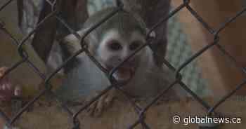 Ikea Monkey’s Ontario home seeking help following ice storm damage