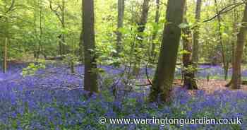 Guided bluebell walks will be taking place at a beauty spot next month