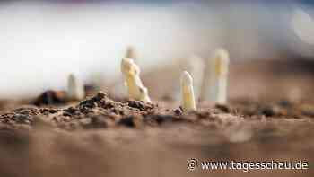 Start der Saison: Spargelernte hat begonnen