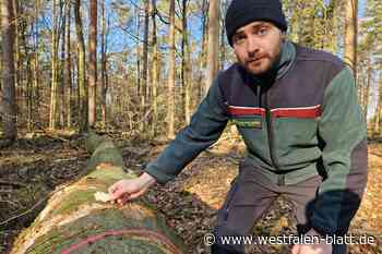 „Die Mischung macht’s“: Wieso Buchen im Altkreis Halle gerodet werden