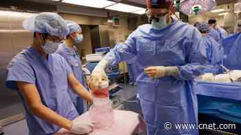 Animal-to-Human Organ Transplants: How They Work