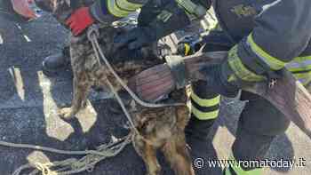 Cane cade tra gli scogli, salvato dai vigili del fuoco