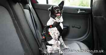 The 80p hack for getting dog hair out of cars that works 'every single time'