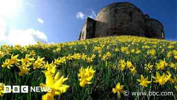 Where to see the best spring flowers in Yorkshire