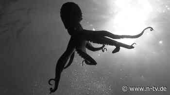 "Der Weg entsteht beim Gehen": Studienfach Mafia: Sezierung einer Krake