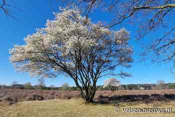 Lentebloei op bollenvelden, op de heide, in bossen en duinen