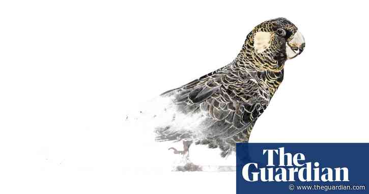 From blackening skies to barely casting a shadow – the Carnaby’s cockatoo faces a bleak future