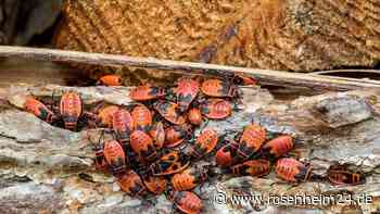 Scharen von Feuerwanzen derzeit im Garten: Schädlich oder halb so schlimm?