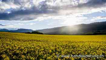 Einschränkungen machen den Schweizer Rapsbauern zu schaffen