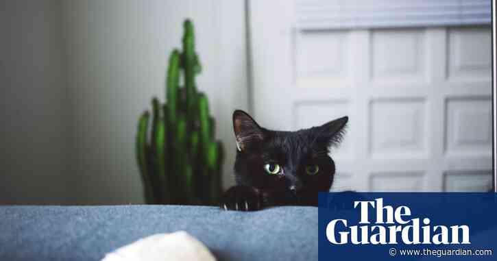 ‘Completely disproportionate’: UK tenants feel the bite of ‘pet rent’