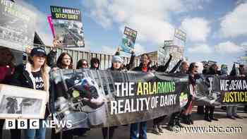 Protest over dairy farm cow abuse allegations
