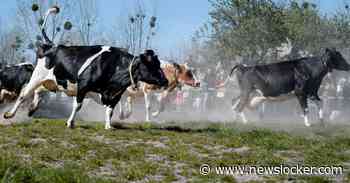 Voor de veesector is de jaarlijkse koeiendans een zeldzaam positief PR-moment