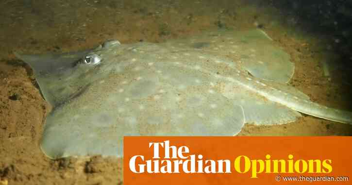 Is eating farmed salmon worth snuffing out 40m years of Tasmanian evolution? | Tim Flannery