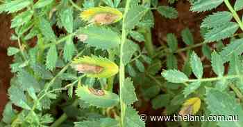 Get management right to fight chickpea and faba bean diseases