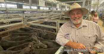 Rain, supply bigger influence on cattle price than overseas tariffs: NSW speaks