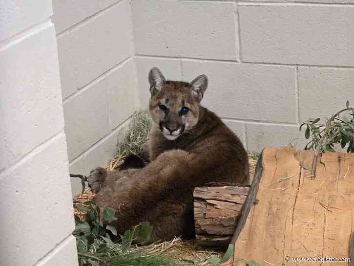 Mountain lion cub shows promising recovery after he was badly injured in Orange County