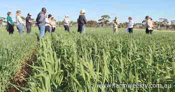 Getting variety and time of sowing right makes the difference with yields