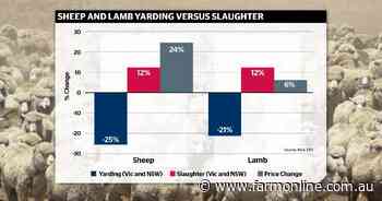 Tightening sheep market: What do smaller yardings and higher slaughter volumes really mean?