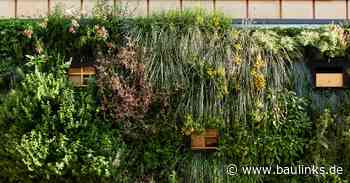 Wilde Klimawand: Lösung für Stadtökologie und Biodiversität
