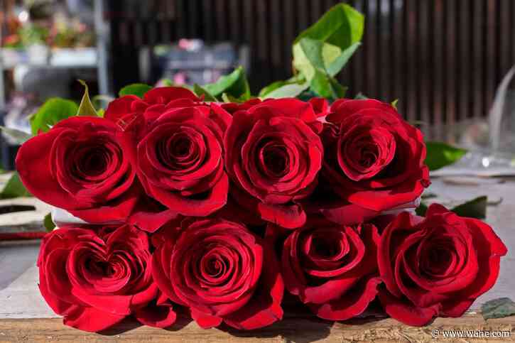 Is a favorite flower toxic to your pet? Find out: