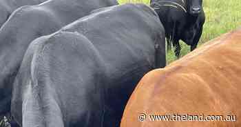 Buffalo fly management takes a turn as season delivers more pressure