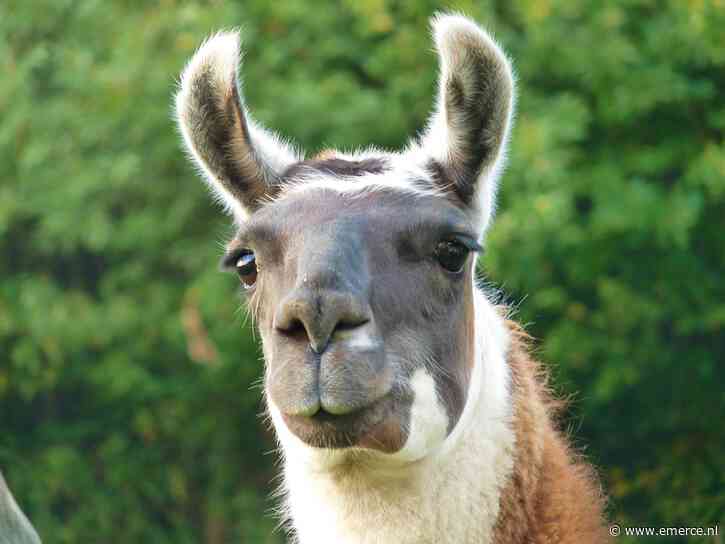 Meta brengt AI model Llama 4 uit