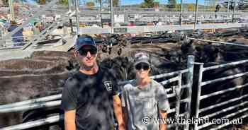 Prices surge up to $200 a head at Cooma weaner sale