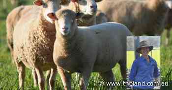 Bowan Park Research Flock shows promising results for the lamb industry
