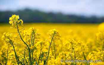 Field cameras spot unexpected pest predators on oilseed rape