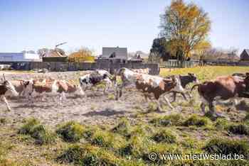 Boerderij laat koeien terug buiten na lange winterpauze en dat lokt honderden bezoekers: “Blij dat ze weer buiten mogen”