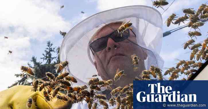Scientists target queen bees in search of secret to longer life