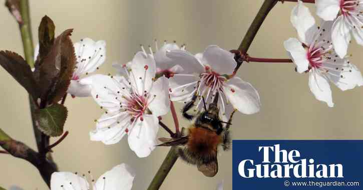 Country diary: There’s a new star in the garden – the tree bumblebee | Ed Douglas