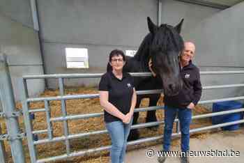 Ann en Noël starten nieuwe stoeterij Stal de Follezelles: “We willen Vollezele als bakermat van het Brabants trekpaard terug op de kaart zetten”