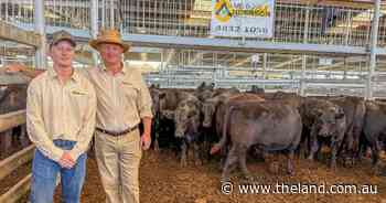 Weaner heifers take centre stage at Yass autumn weaner sale on Friday