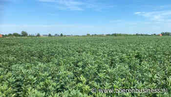Zonder markt geen toekomst voor de veldboon