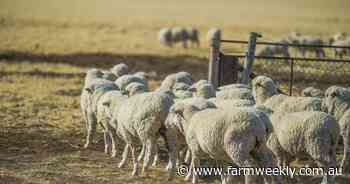 Opinion: Live export explained simply, for our friends in the city