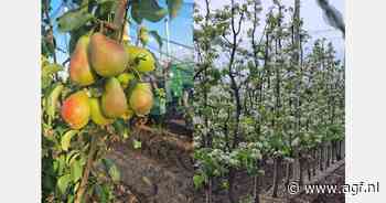 Vraag naar Eden perenbomen maal drie