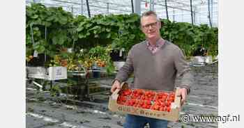 Oogst Duitse kasaardbeien van start