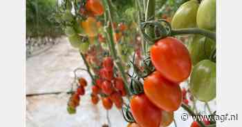 Marokkaanse tomatenteelt in de lift ondanks jaren van droogte