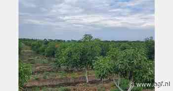 Ethiopië ideaal voor avocadoteelt, maar export komt niet op gang