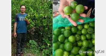 "Elke maand kunnen we ongeveer 40-60 ton oogsten"