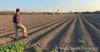 The Rio Grande Valley was once covered in forest. One man is trying to bring it back.