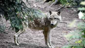 Na foto op Facebook-groep: “Er zit geen wolf in Oostmalle”