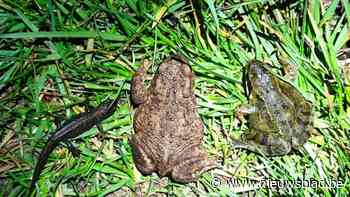 Ondanks omleiding en miserie dit jaar: toch nog ruim 2.000 kikkers, padden en salamanders gered